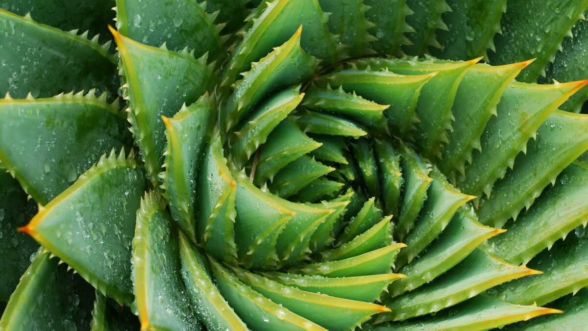 img-vitrocaulis-example-02