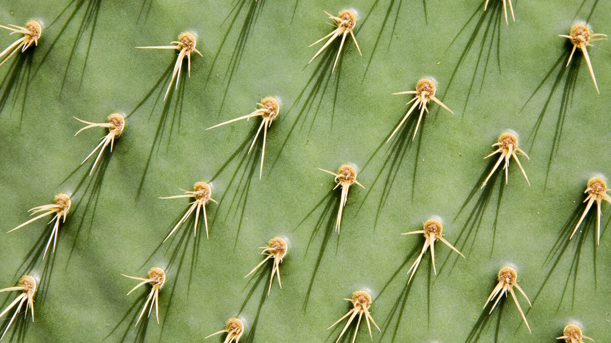 img-vitrocaulis-example-03
