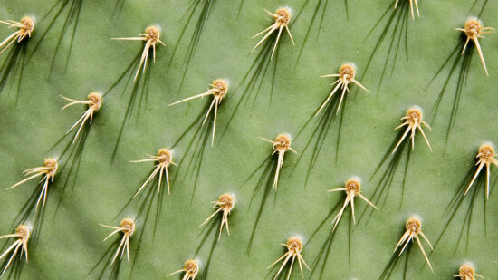 img-vitrocaulis-example-03